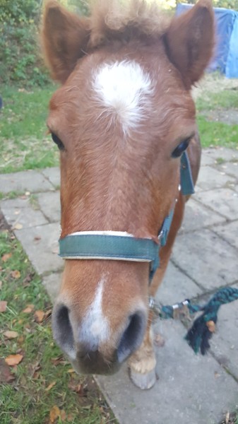 oben auf dem Bild Billy